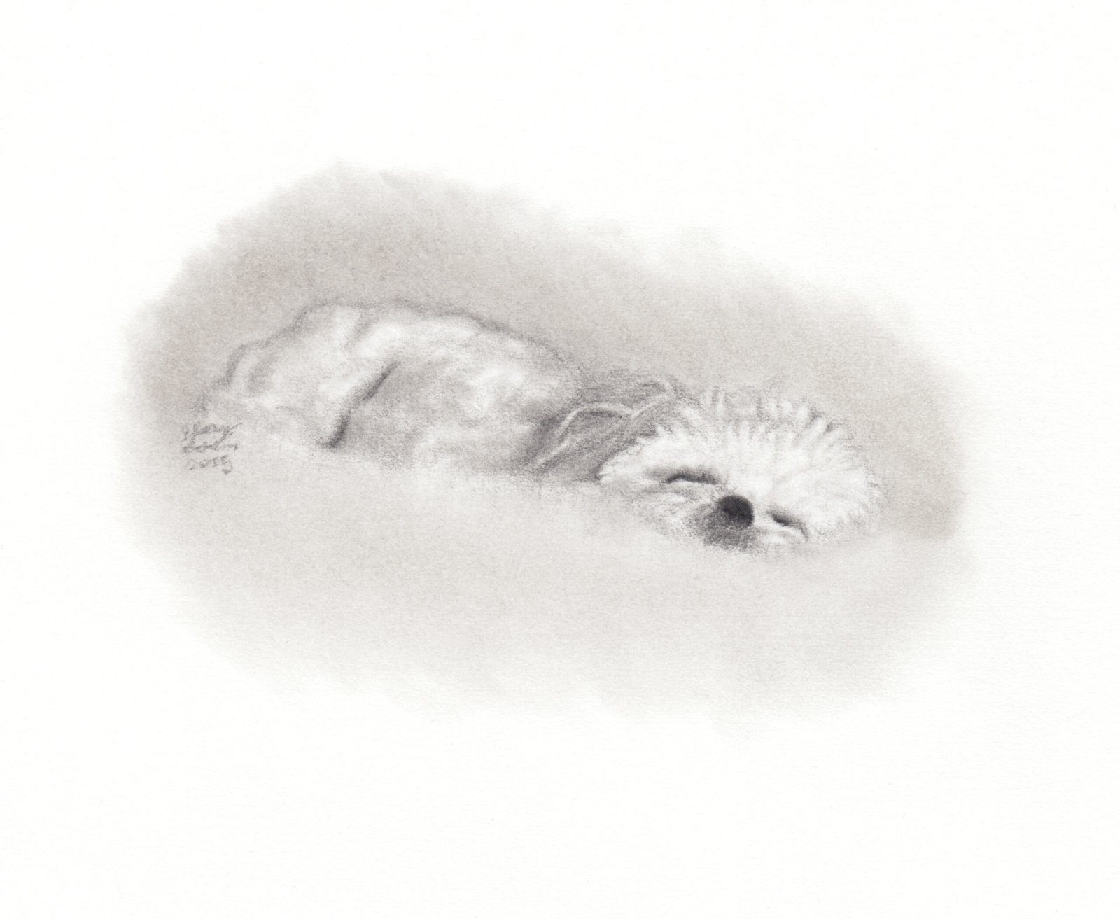 Sleeping Puppy (Bailey)